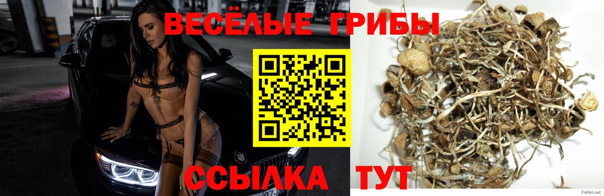 Сорочинск  Псилоцибиновые грибы GOLDEN TEACHER  Вход с VPN 